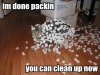 89228fcf114d3e05_Funny_Cat_Picturs__B.jpg
