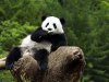 Panda.jpg